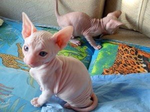 Sphynx-Kätzchen suchen ein neues Zuhause.