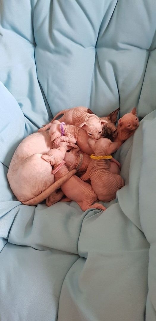 Sphynx-Kätzchen suchen ein neues Zuhause.
