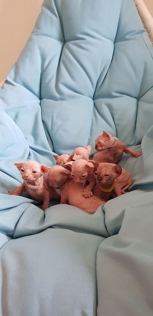 Sphynx-Kätzchen suchen ein neues Zuhause.