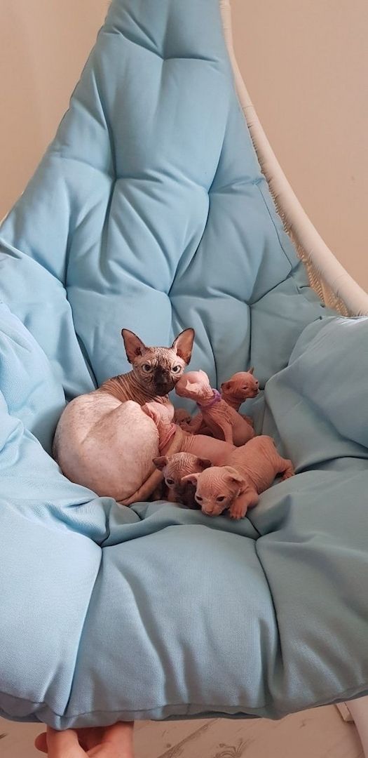 Sphynx-Kätzchen suchen ein neues Zuhause.
