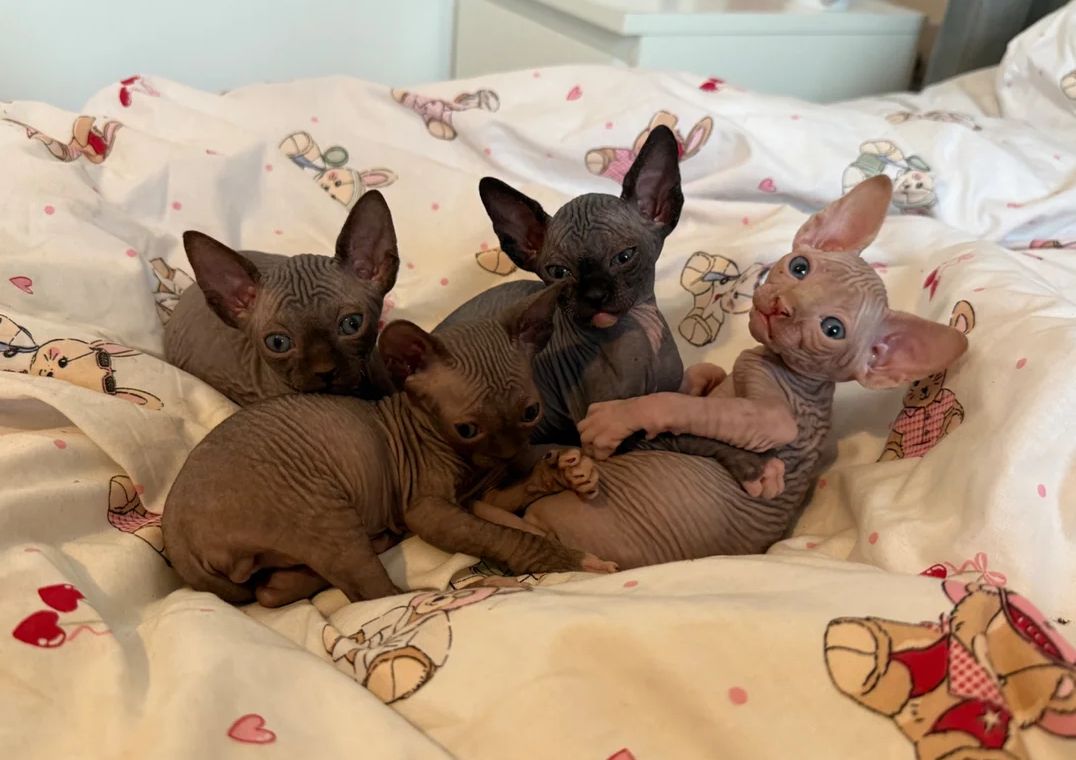 Sphynx-Kätzchen suchen ein neues Zuhause.