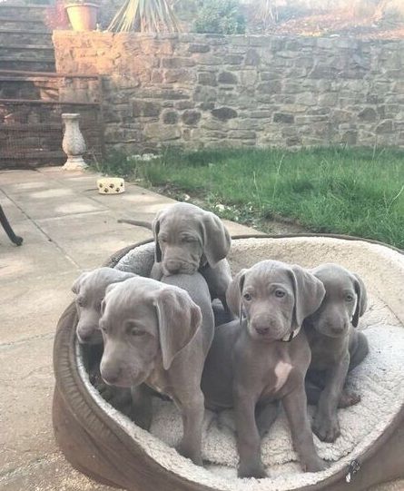 Weimaraner-Welpen suchen ein neues Zuhause.