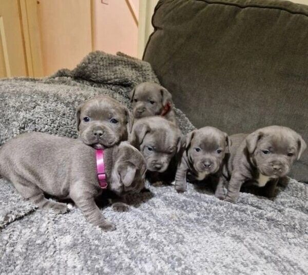 Staffordshire-Bullterrier-Welpen suchen ein neues Zuhause.