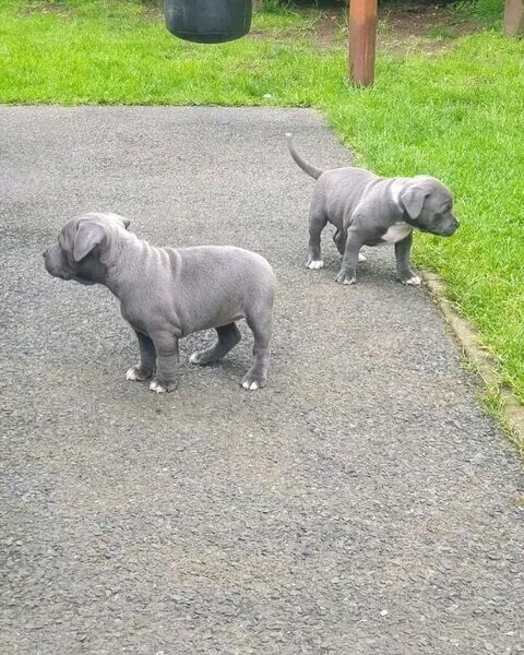 Staffordshire-Bullterrier-Welpen suchen ein neues Zuhause.