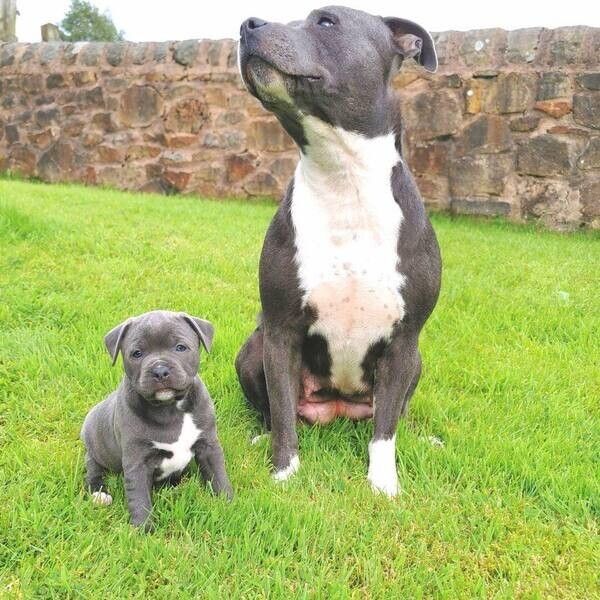 Staffordshire-Bullterrier-Welpen suchen ein neues Zuhause.