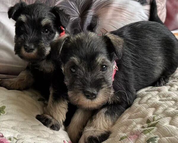 Schnauzer-Welpen suchen ein neues Zuhause.