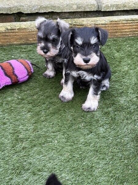 Schnauzer-Welpen suchen ein neues Zuhause.