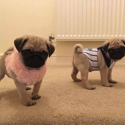 Mops-Welpen suchen ein neues Zuhause.