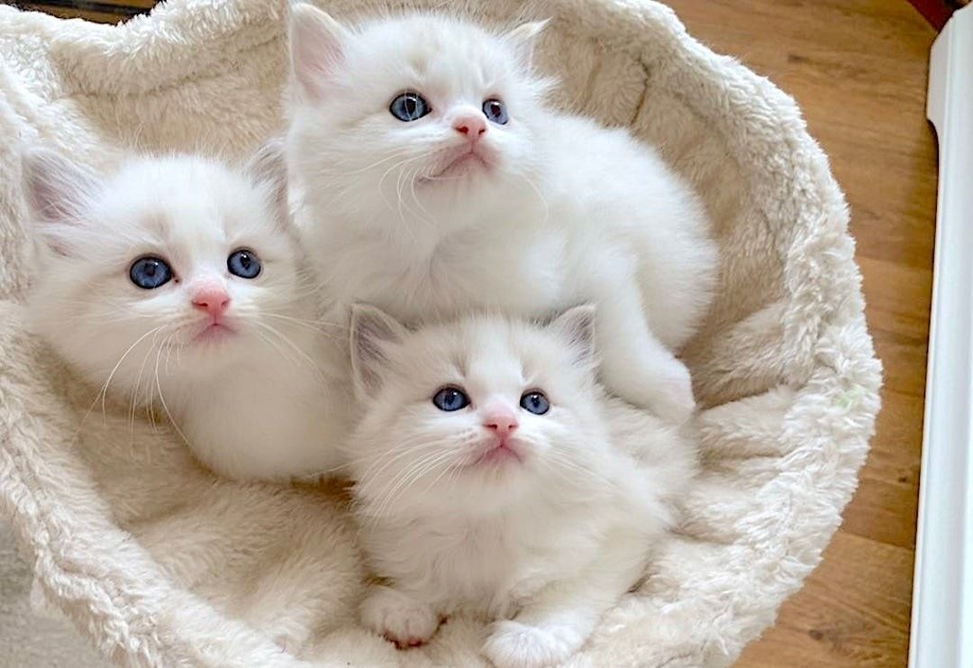 Ragdoll-Kätzchen suchen ein neues Zuhause.