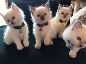 Ragdoll-Kätzchen suchen ein neues Zuhause.