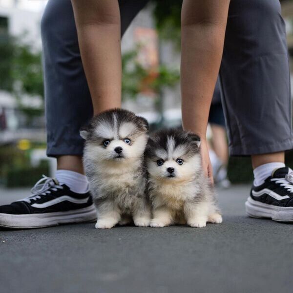 Pomsky-Welpen suchen ein neues Zuhause.