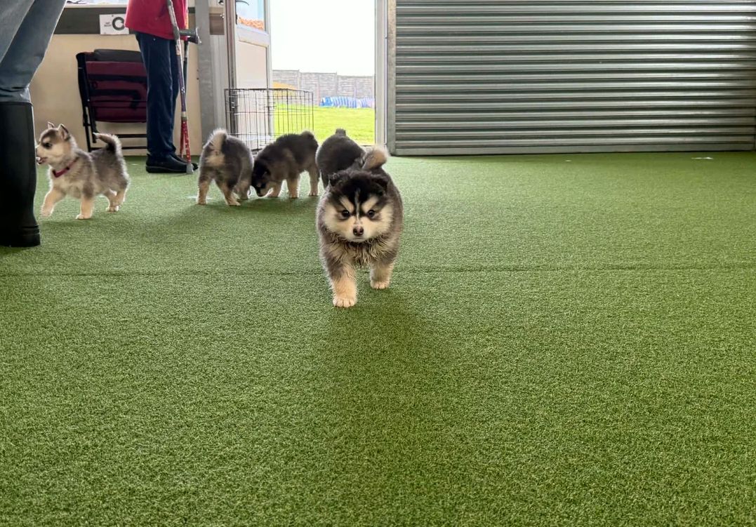 Pomsky-Welpen suchen ein neues Zuhause.