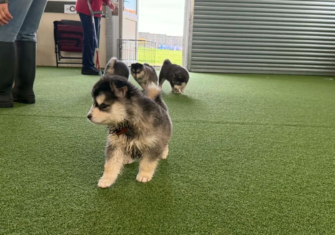 Pomsky-Welpen suchen ein neues Zuhause.