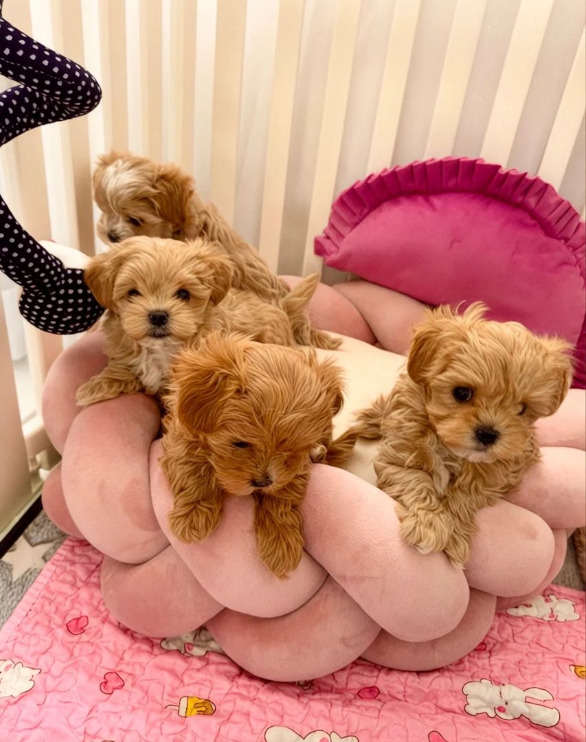 Maltipoo-Welpen suchen ein neues Zuhause.