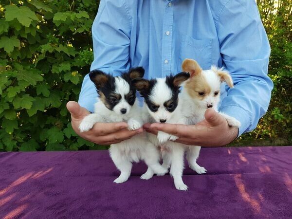 Papillon-Welpen suchen ein neues Zuhause.