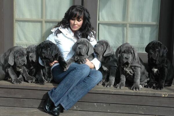 Welpen der Rasse Neapolitanischer Mastiff abzugeben.