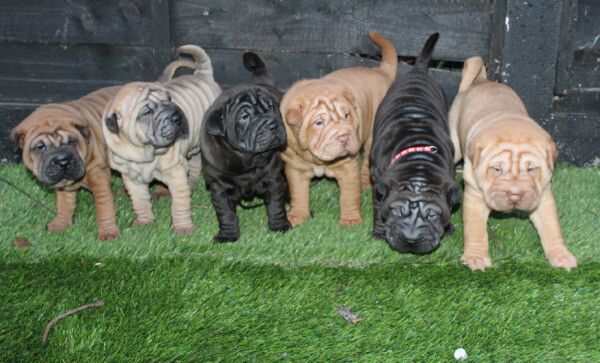 Chinese-Shar-Pei-Welpen suchen ein neues Zuhause.