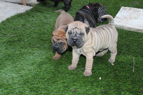 Chinese-Shar-Pei-Welpen suchen ein neues Zuhause.