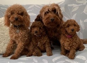 Cockapoo-Welpen suchen ein neues Zuhause.