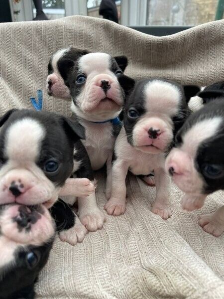 Boston-Terrier-Welpen suchen ein neues Zuhause.
