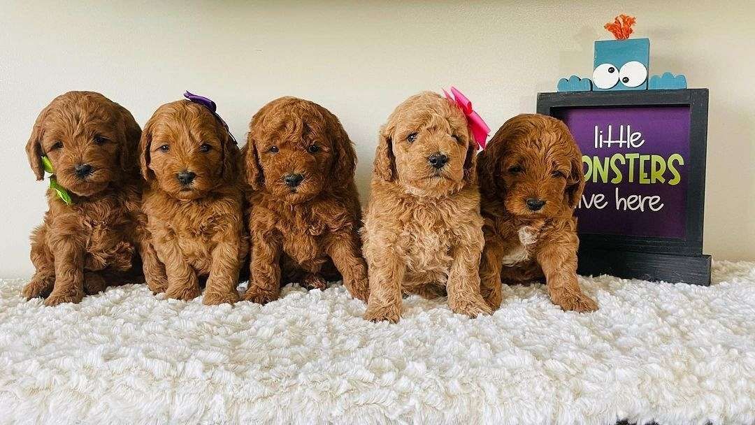 Goldendoodle-Welpen suchen ein neues Zuhause.