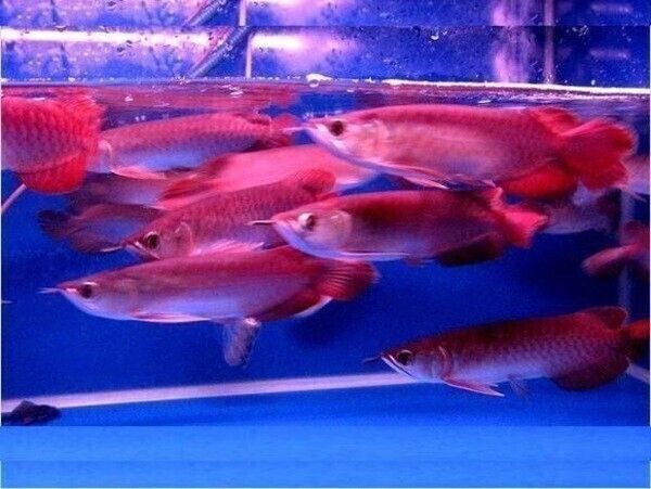 Arowana-Fische und andere Arten zu verkaufen.