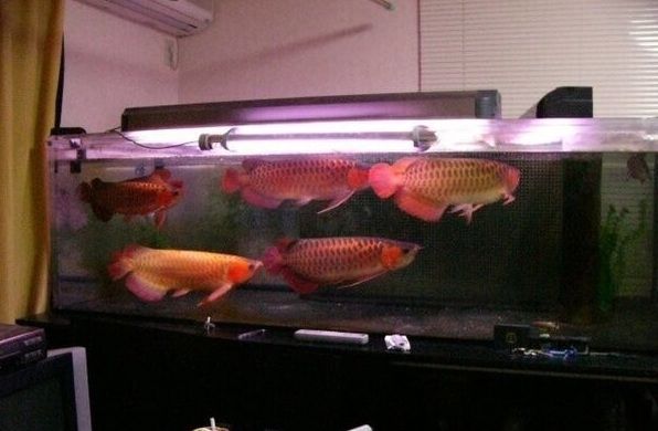 Arowana-Fische und andere Arten zur Adoption.