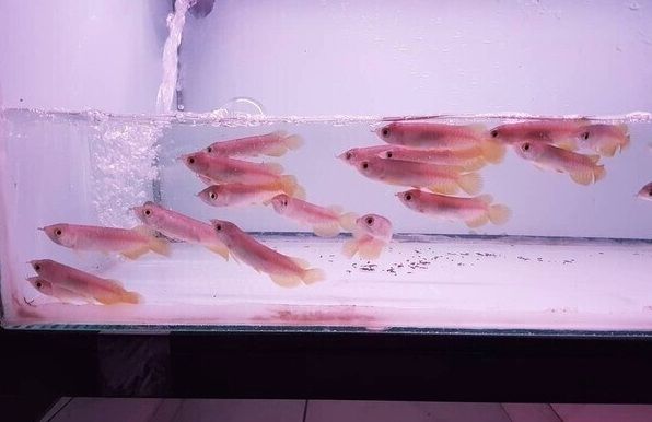Arowana-Fische und andere Arten zur Adoption.