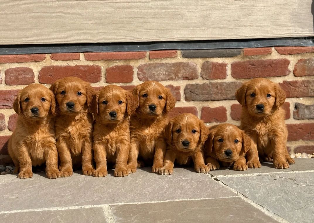 Golden-Retriever-Welpen suchen ein neues Zuhause.