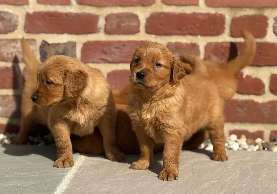 Golden-Retriever-Welpen suchen ein neues Zuhause.