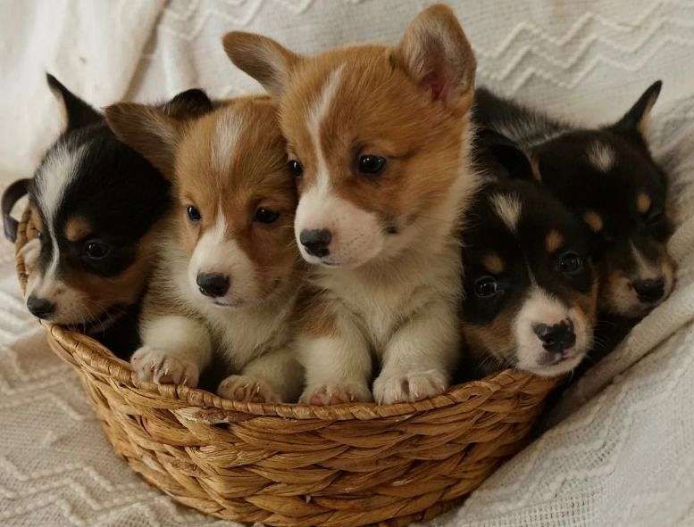 Corgi-Welpen suchen ein neues Zuhause.