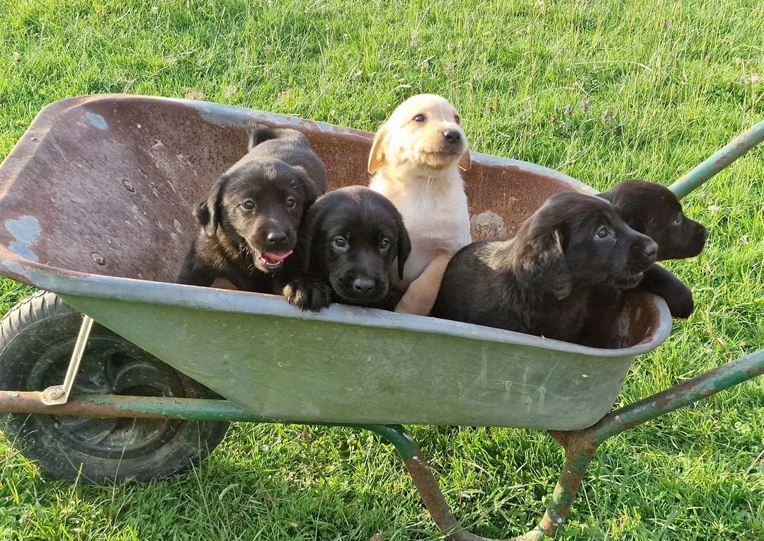 Labrador-Welpen suchen ein neues Zuhause.