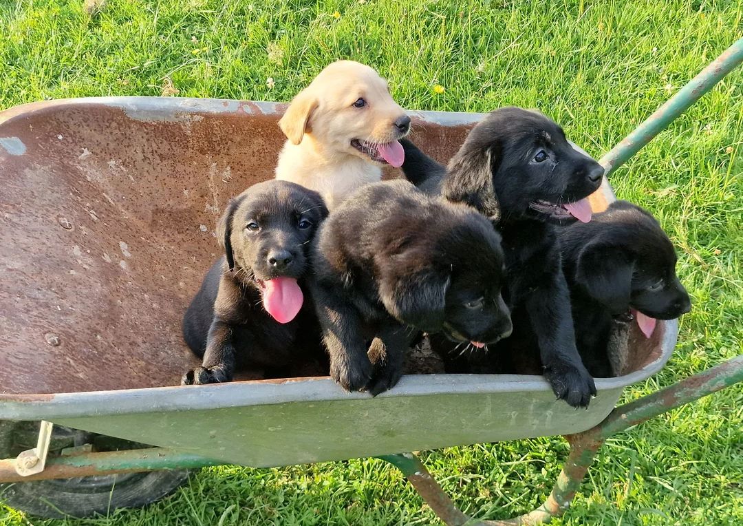 Labrador-Welpen suchen ein neues Zuhause.