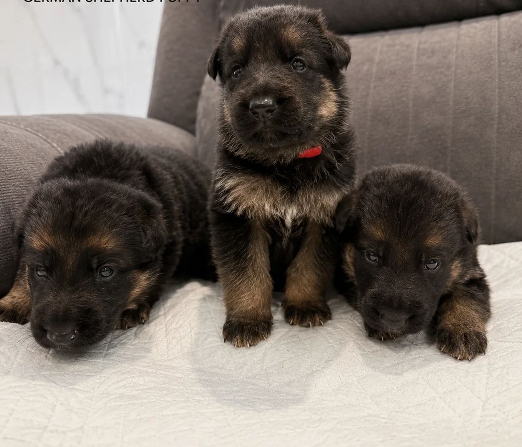 Ich suche ein liebevolles Zuhause für meine Deutschen Schäferhund-Welpen.