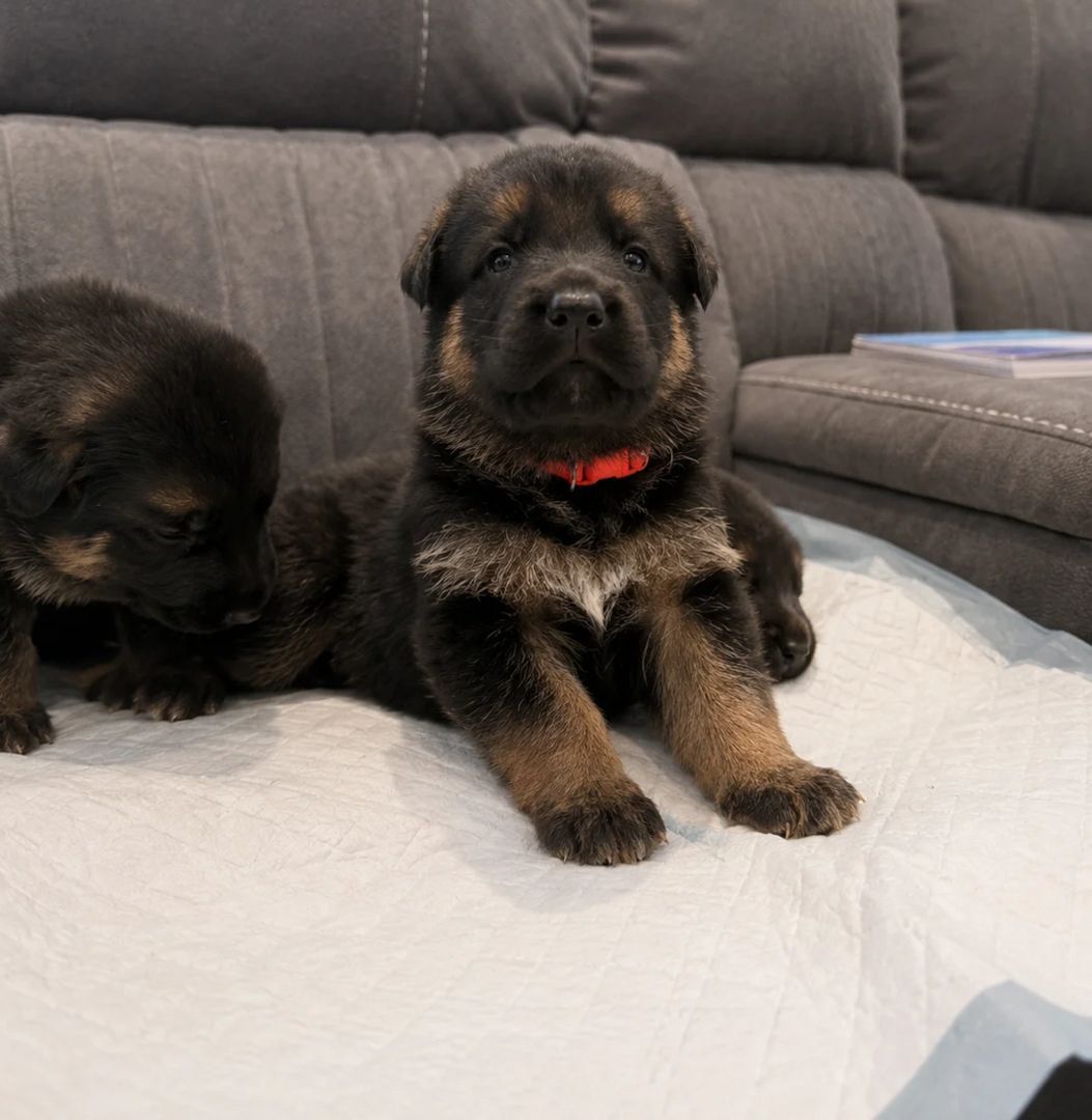 Ich suche ein liebevolles Zuhause für meine Deutschen Schäferhund-Welpen.