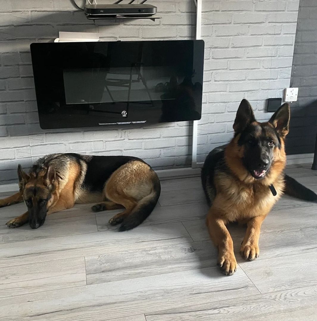 Ich suche ein liebevolles Zuhause für meine Deutschen Schäferhund-Welpen.