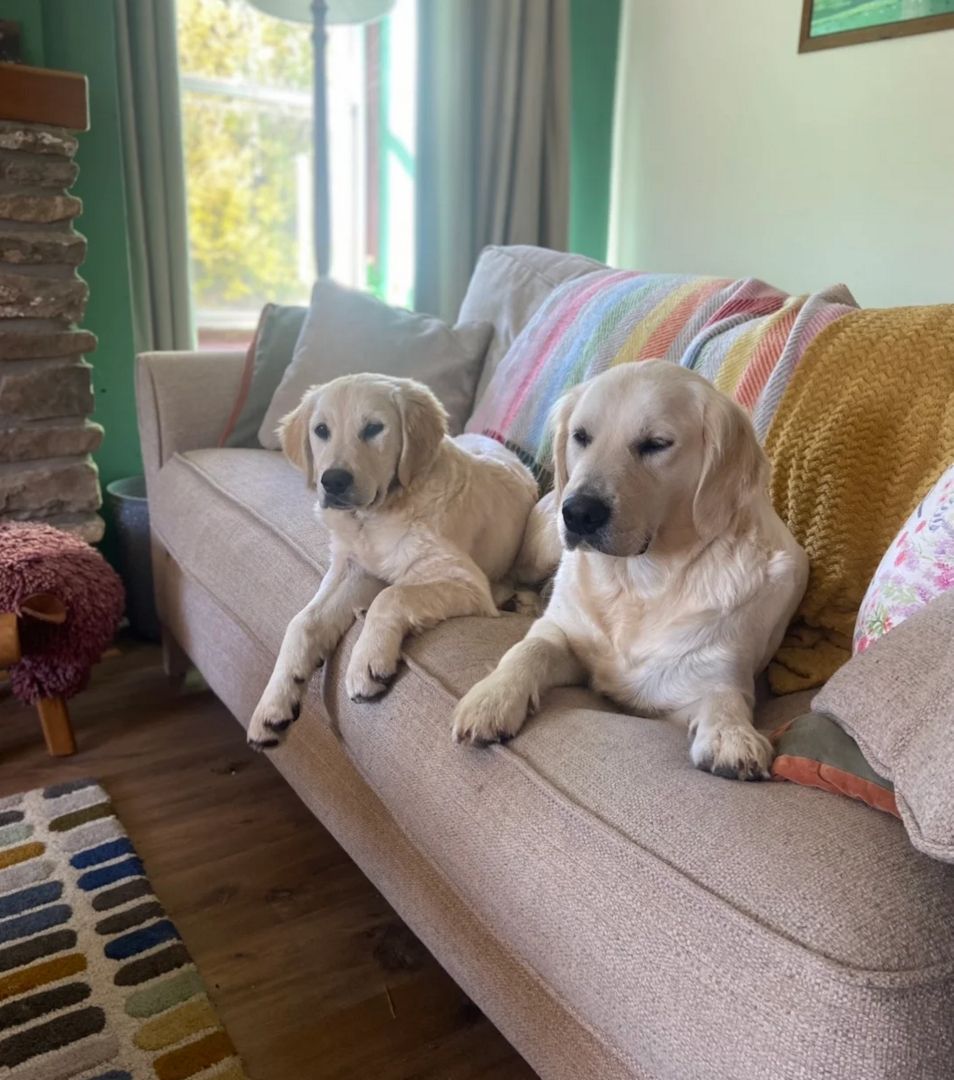 Ich suche ein liebevolles Zuhause für meine Golden-Retriever-Welpen.
