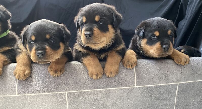 Rottweiler-Welpen. WhatsApp: +44 7469 456352