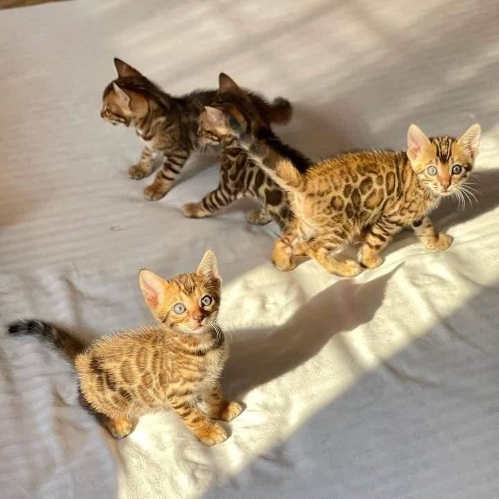 Bengal-Kätzchen suchen ein neues Zuhause.