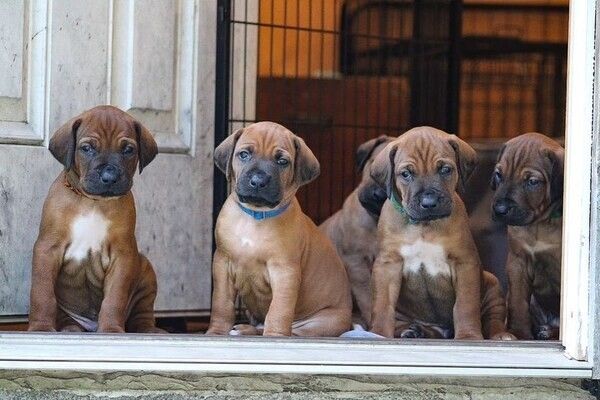 Rhodesian-Ridgeback-Welpen suchen ein neues Zuhause.