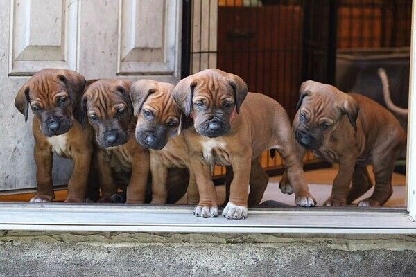 Rhodesian-Ridgeback-Welpen suchen ein neues Zuhause.