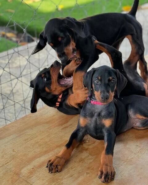 Dobermann-Welpen suchen ein neues Zuhause.