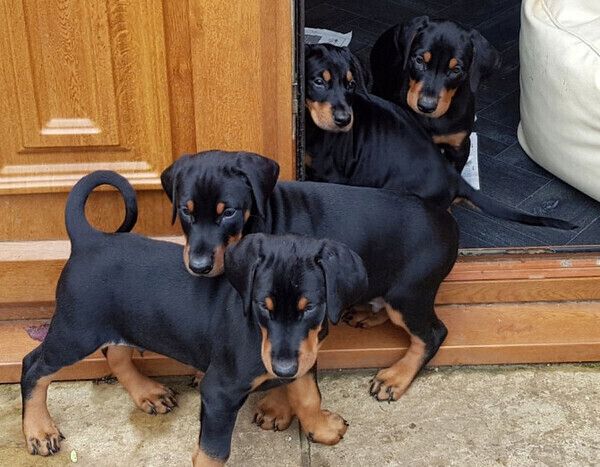 Dobermann-Welpen suchen ein neues Zuhause.