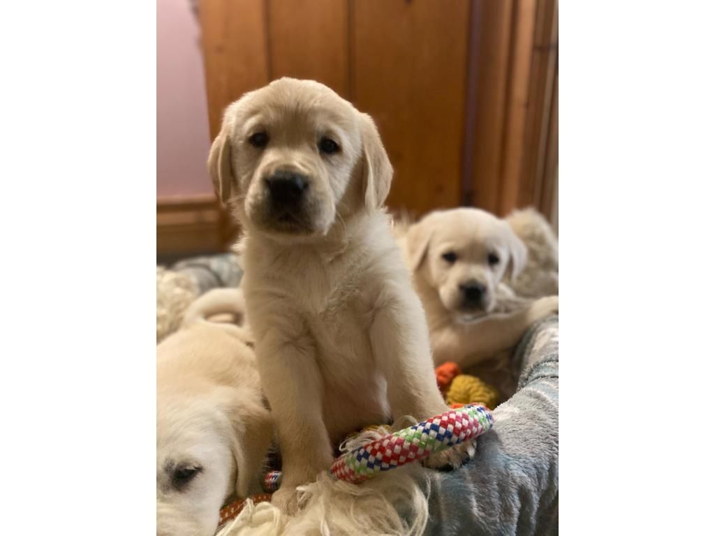 Labrador-Welpen mit KC-Registrierung