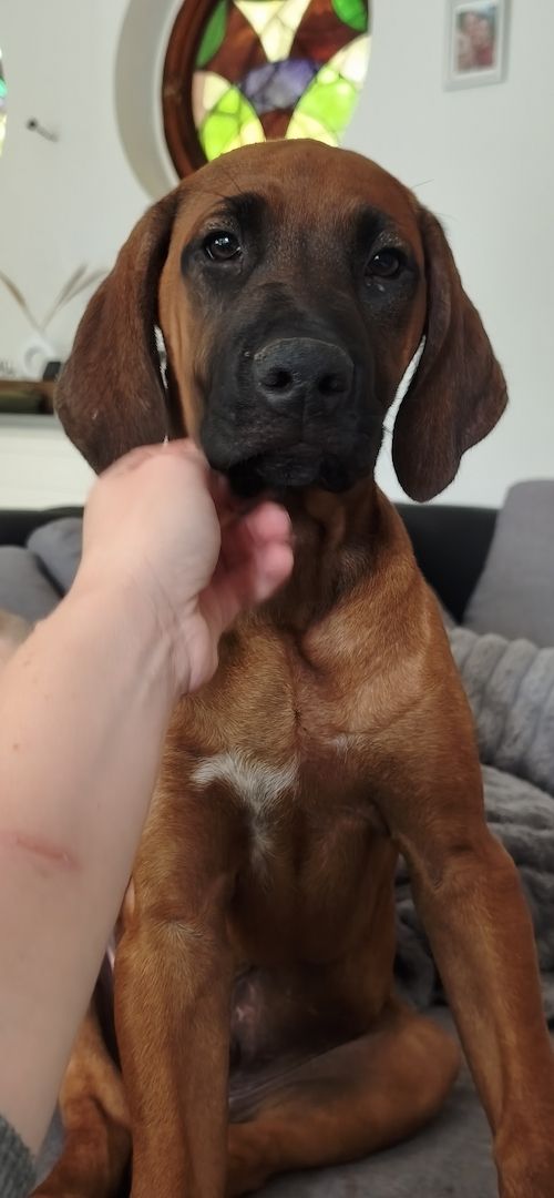 Rhodesian Ridgeback Rüde 12 Wochen alt