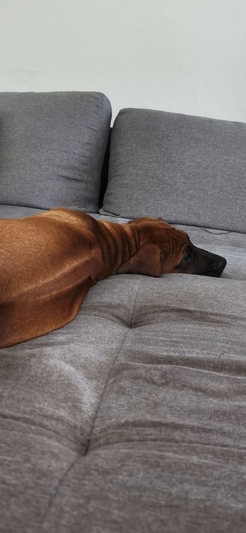 Rhodesian Ridgeback Rüde 12 Wochen alt