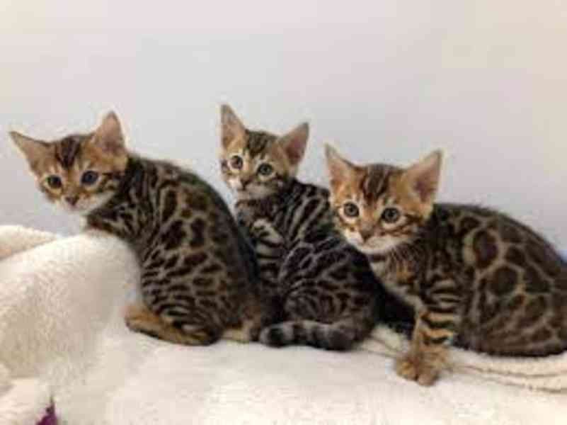 Freundliche Bengalkätzchen zur Adoption