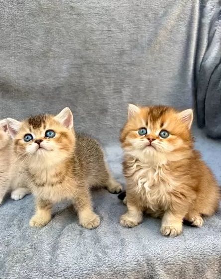 Britisch Kurzhaar-Kätzchen zur Adoption