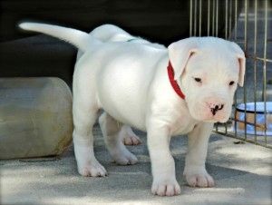 Dogo-Argentino-Welpen zu verkaufen