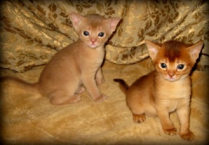 Abessinier-Kätzchen suchen ein neues Zuhause
